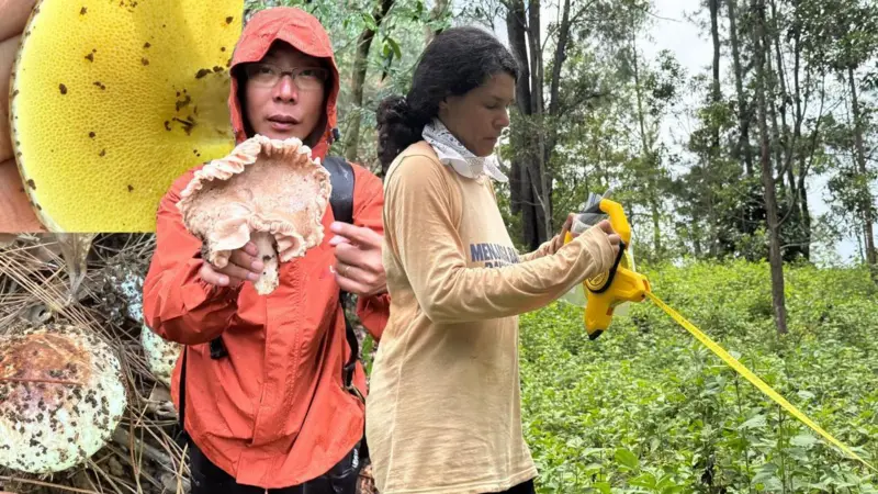 Peneliti Ungkap Potensi “Jamur Pahlawan Tak Kasat Mata” di Sulawesi untuk Pulihkan Hutan Gundul