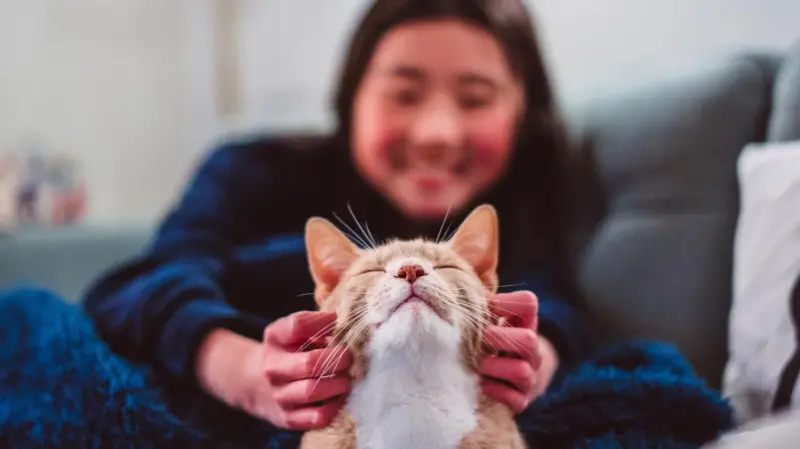 Perjalanan Kucing dari Pemburu Liar Menjadi Hewan Peliharaan Manusia