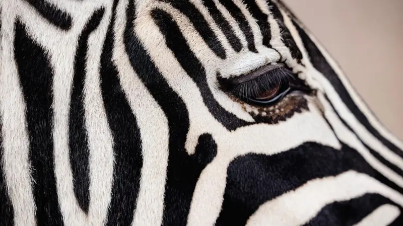 Mengapa Zebra dan Panda Raksasa Memiliki Corak Hitam Putih?