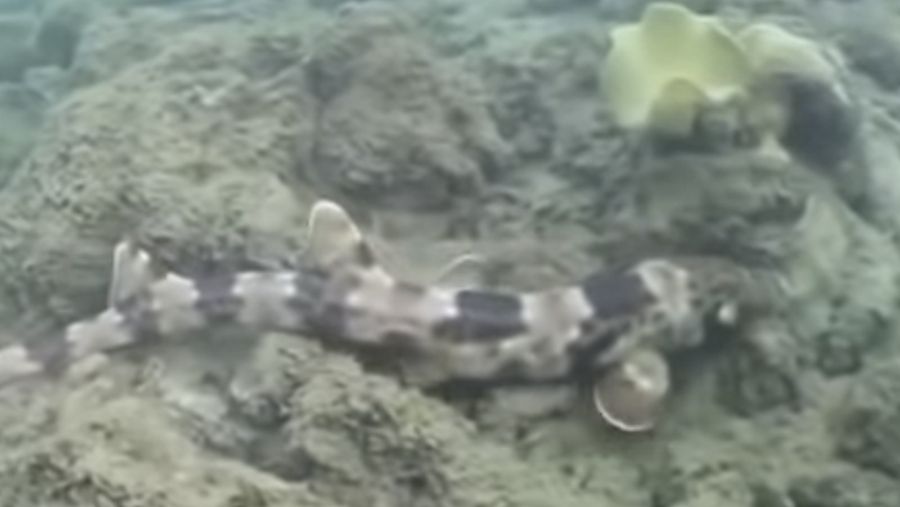 Fenomena Langka, Hiu di Perairan Indonesia Terekam ‘Berjalan’ di Dasar Laut